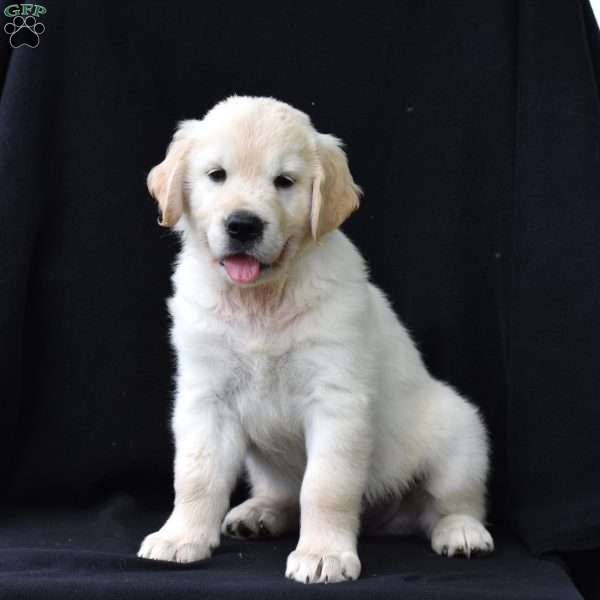 Rocky, English Cream Golden Retriever Puppy